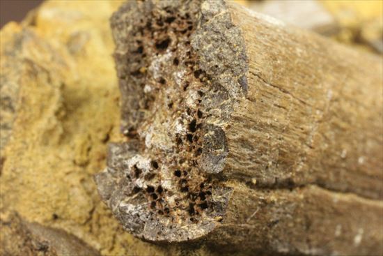 貴重!発掘現場そのまんま。エドモントサウルスの脊椎骨などさまざまな骨の集合(スラブ)(その12)