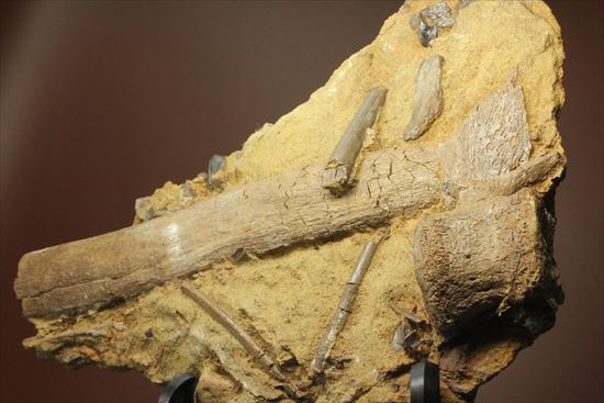 貴重！発掘現場そのまんま。エドモントサウルスの脊椎骨などさまざまな骨の集合（スラブ）（その13）