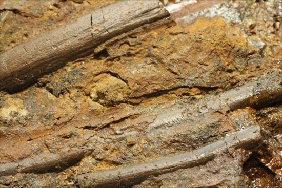 貴重!発掘現場そのまんま。エドモントサウルスの脊椎骨などさまざまな骨の集合(スラブ)(その18)