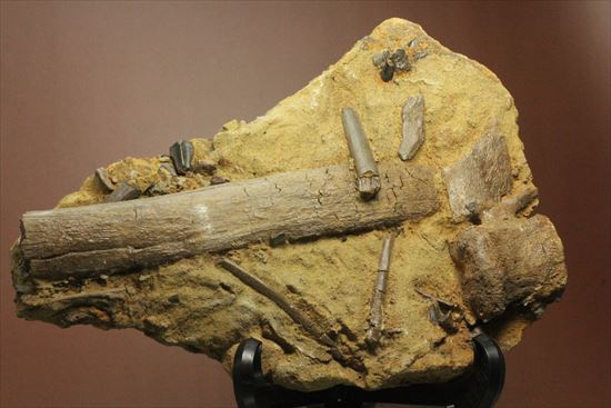 貴重!発掘現場そのまんま。エドモントサウルスの脊椎骨などさまざまな骨の集合(スラブ)(その19)