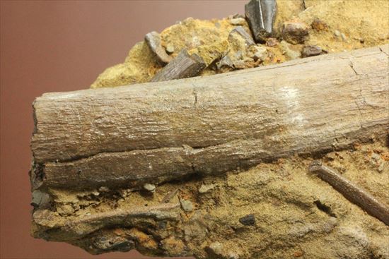 貴重!発掘現場そのまんま。エドモントサウルスの脊椎骨などさまざまな骨の集合(スラブ)(その2)