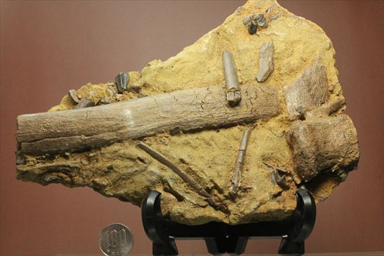 貴重！発掘現場そのまんま。エドモントサウルスの脊椎骨などさまざまな骨の集合（スラブ）（その20）