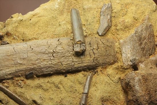 貴重!発掘現場そのまんま。エドモントサウルスの脊椎骨などさまざまな骨の集合(スラブ)(その3)
