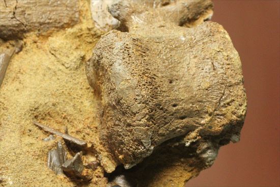 貴重!発掘現場そのまんま。エドモントサウルスの脊椎骨などさまざまな骨の集合(スラブ)(その4)