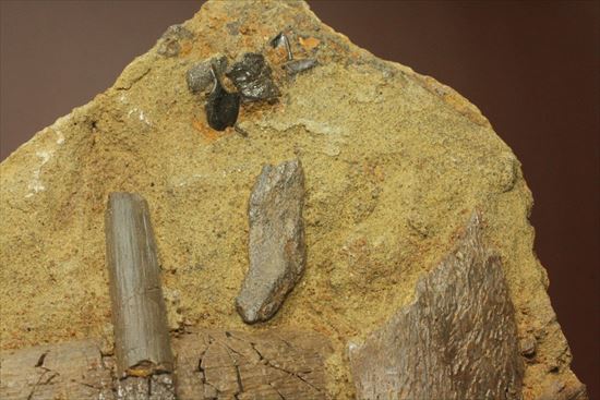 貴重！発掘現場そのまんま。エドモントサウルスの脊椎骨など