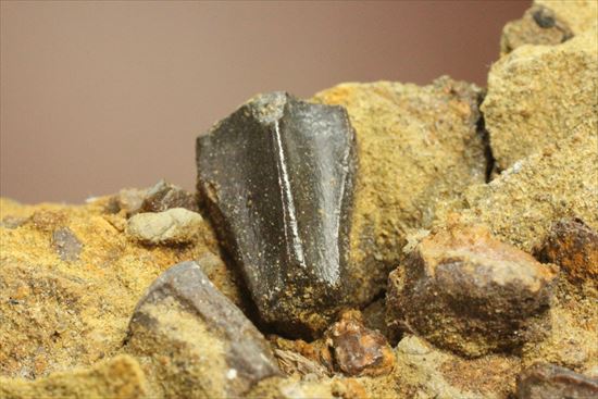 貴重!発掘現場そのまんま。エドモントサウルスの脊椎骨などさまざまな骨の集合(スラブ)(その7)