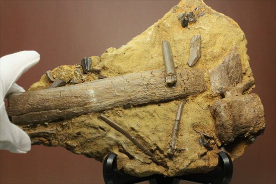 貴重！発掘現場そのまんま。エドモントサウルスの脊椎骨などさまざまな骨の集合（スラブ）（その8）