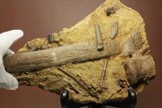 貴重!発掘現場そのまんま。エドモントサウルスの脊椎骨などさまざまな骨の集合(スラブ)(その8)