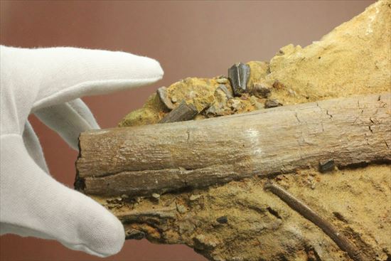 貴重!発掘現場そのまんま。エドモントサウルスの脊椎骨などさまざまな骨の集合(スラブ)(その9)