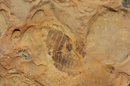 珍しいトンボの幼体（ヤゴ）の化石（その4）