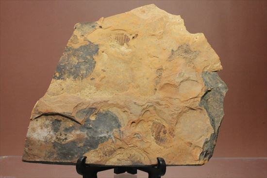 珍しいトンボの幼体（ヤゴ）の化石（その6）