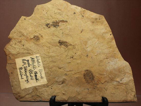 珍しいトンボの幼体（ヤゴ）の化石（その7）