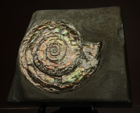 直径7ｃｍの大ぶりフィロセラスアンモナイト化石（その1）