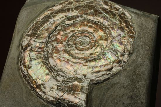 直径7ｃｍの大ぶりフィロセラスアンモナイト化石（その10）