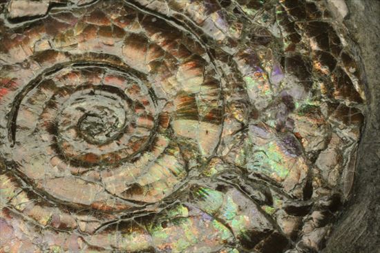 直径7ｃｍの大ぶりフィロセラスアンモナイト化石（その12）