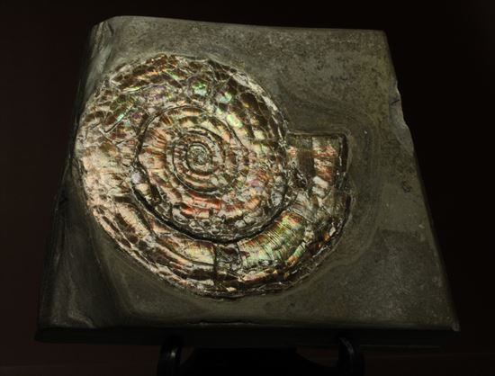 直径7ｃｍの大ぶりフィロセラスアンモナイト化石（その13）