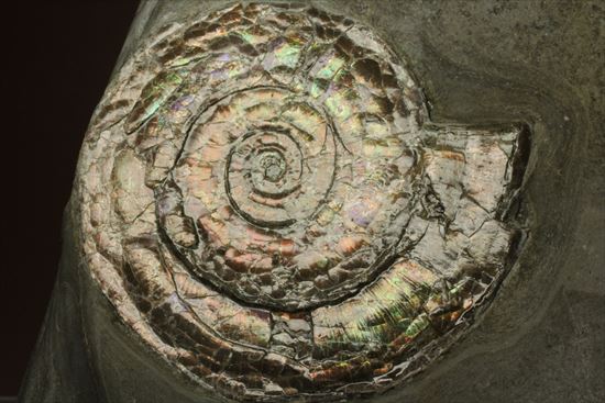 直径7ｃｍの大ぶりフィロセラスアンモナイト化石（その2）