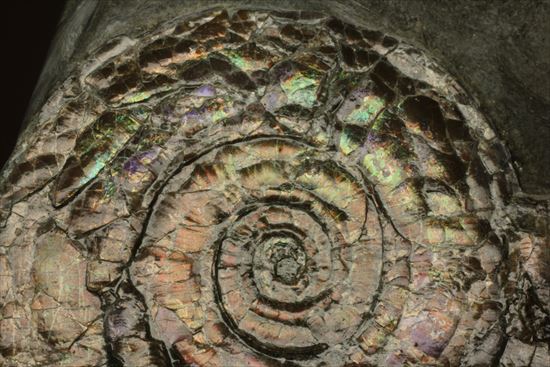直径7ｃｍの大ぶりフィロセラスアンモナイト化石（その3）