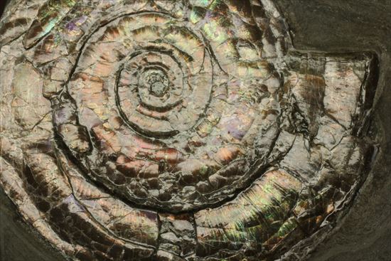 直径7ｃｍの大ぶりフィロセラスアンモナイト化石（その4）