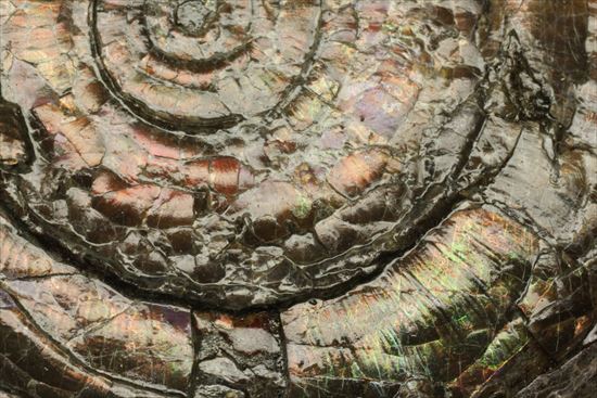 直径7ｃｍの大ぶりフィロセラスアンモナイト化石（その5）
