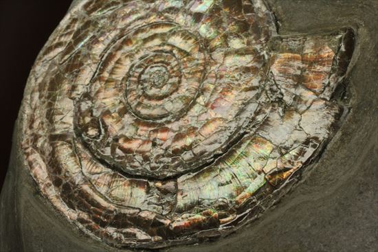 直径7ｃｍの大ぶりフィロセラスアンモナイト化石（その6）