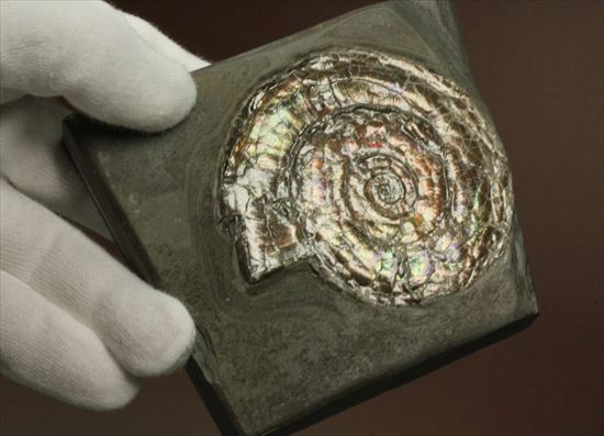 直径7ｃｍの大ぶりフィロセラスアンモナイト化石（その8）
