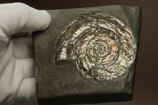 直径7ｃｍの大ぶりフィロセラスアンモナイト化石（その9）