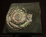 直径7ｃｍの大ぶりフィロセラスアンモナイト化石