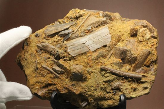 エドモントサウルスの集合化石（その10）