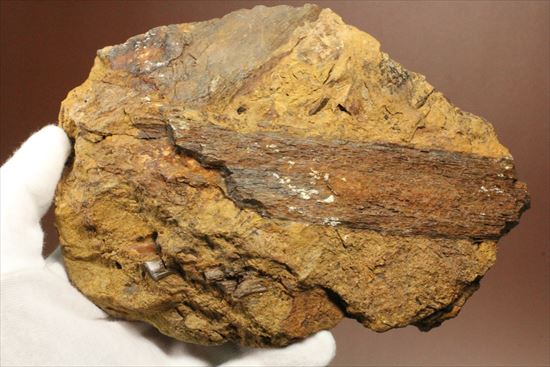エドモントサウルスの集合化石（その12）