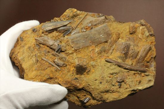 エドモントサウルスの集合化石（その13）