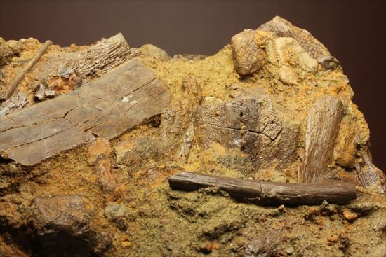 エドモントサウルスの集合化石（その15）