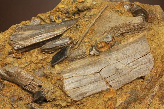 エドモントサウルスの集合化石（その2）