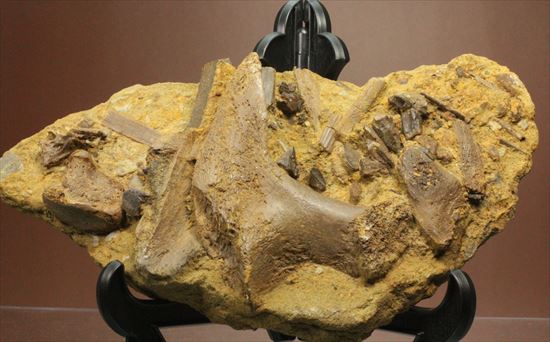 ザ・化石の発掘現場。エドモントサウルスのスラブ（その1）