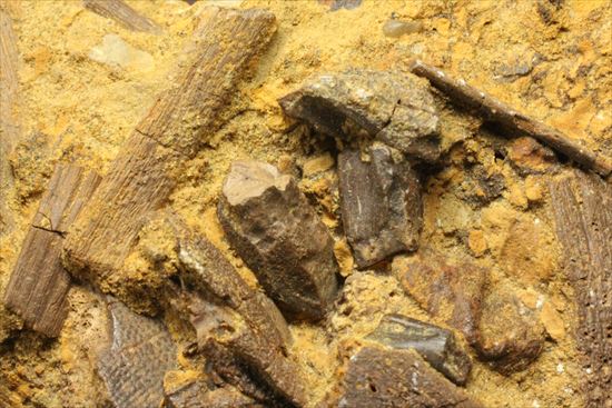 ザ・化石の発掘現場。エドモントサウルスのスラブ（その10）