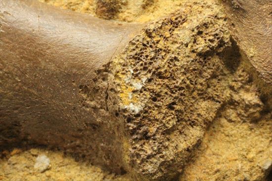 ザ・化石の発掘現場。エドモントサウルスのスラブ(その11)
