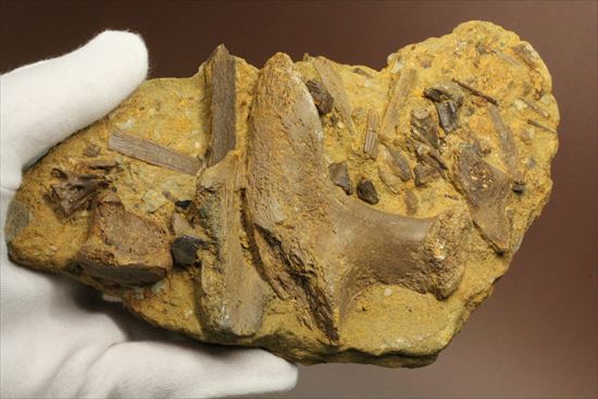 ザ・化石の発掘現場。エドモントサウルスのスラブ（その12）