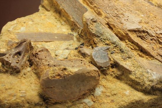 ザ・化石の発掘現場。エドモントサウルスのスラブ(その13)