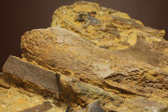 ザ・化石の発掘現場。エドモントサウルスのスラブ(その14)