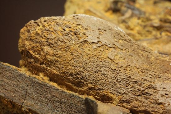 ザ・化石の発掘現場。エドモントサウルスのスラブ(その15)