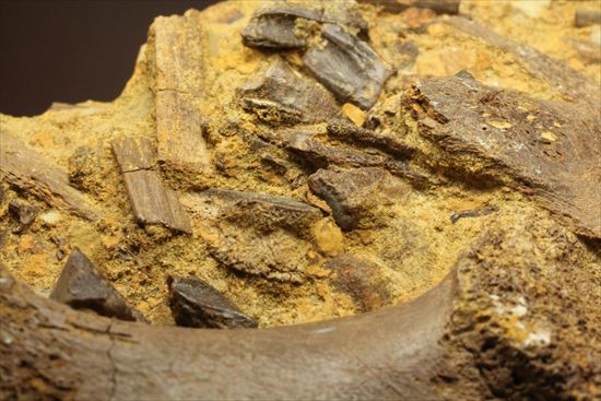 ザ・化石の発掘現場。エドモントサウルスのスラブ（その16）