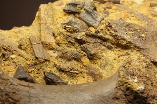 ザ・化石の発掘現場。エドモントサウルスのスラブ(その16)