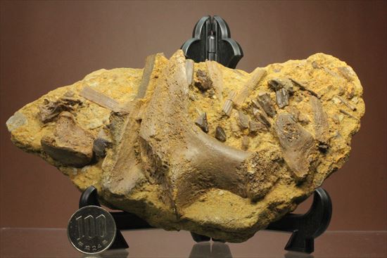 ザ・化石の発掘現場。エドモントサウルスのスラブ(その17)