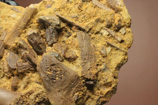 ザ・化石の発掘現場。エドモントサウルスのスラブ（その2）