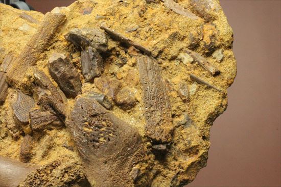 ザ・化石の発掘現場。エドモントサウルスのスラブ(その2)