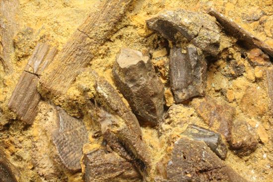 ザ・化石の発掘現場。エドモントサウルスのスラブ（その3）