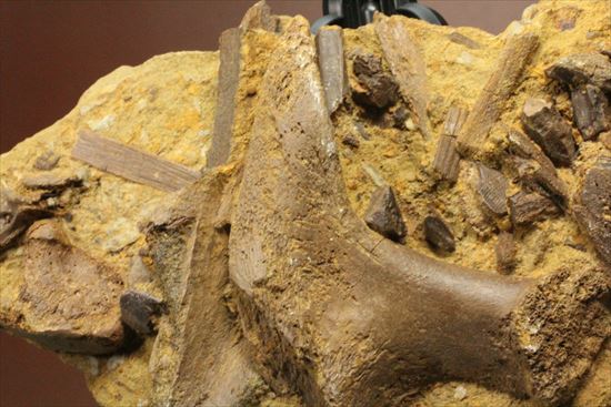 ザ・化石の発掘現場。エドモントサウルスのスラブ(その4)