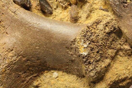 ザ・化石の発掘現場。エドモントサウルスのスラブ(その5)