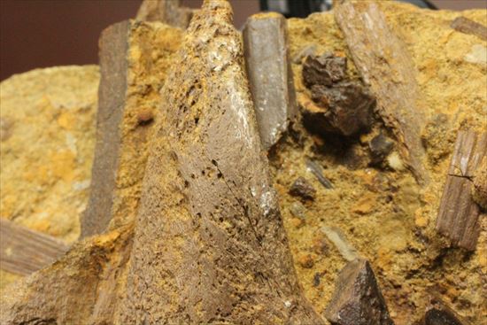 ザ・化石の発掘現場。エドモントサウルスのスラブ（その6）