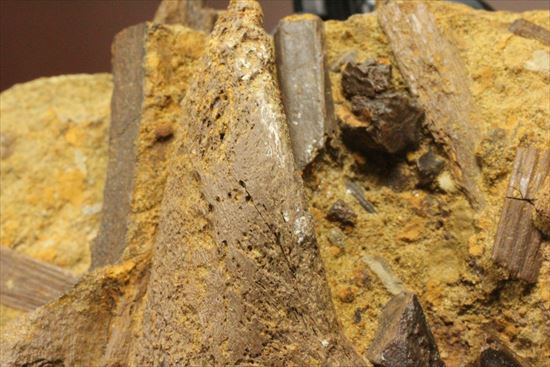 ザ・化石の発掘現場。エドモントサウルスのスラブ(その6)
